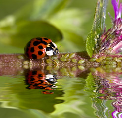 coccinelle au bord de l'eau