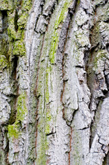 Bark of a tree