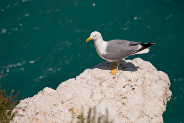 	Möwe auf dem Felsen