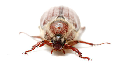 may bug