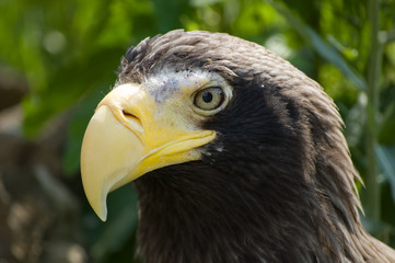 Whiteshoulder sea eagle