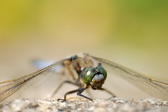 libellule