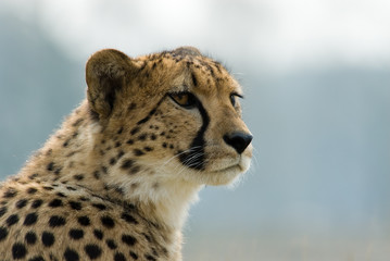 beautiful cheetah