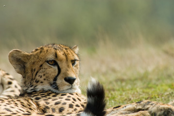beautiful cheetah