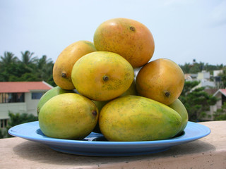 Mango - the King of Fruits