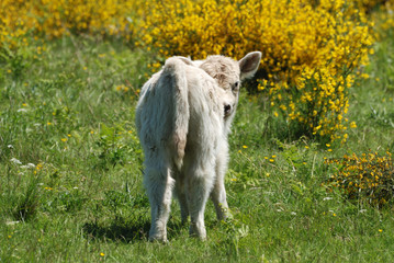 Fototapeta premium Veau