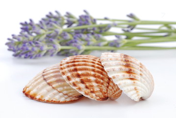 muschel und lavendel