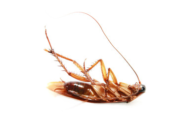 Death Cockroach