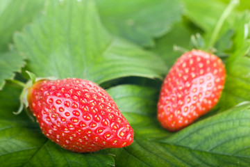 two fresh strawberries