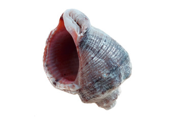 marine shell