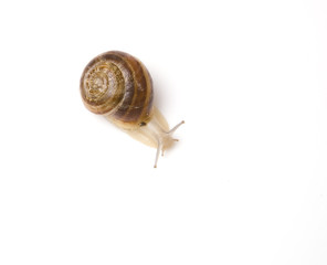 snail