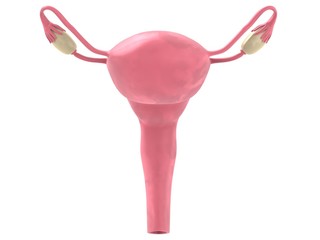 weiblicher uterus