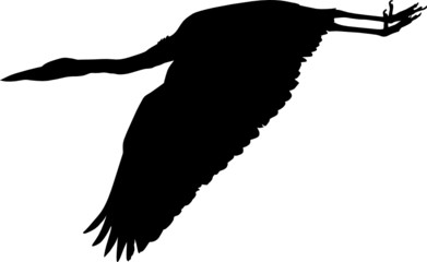 Obraz premium vogel