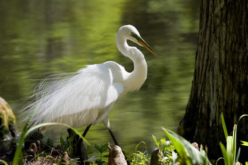 snowy egret