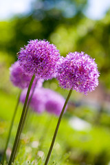 Viele Blüten von Zwiebel