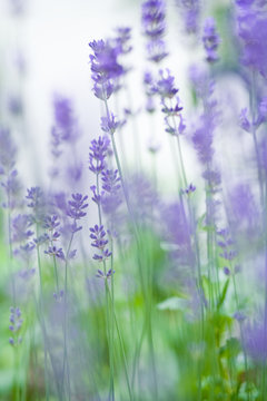 Lavendel im Garten