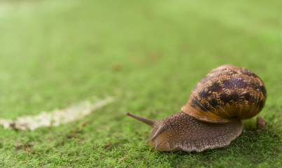 escargot