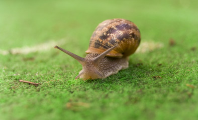 escargot de face