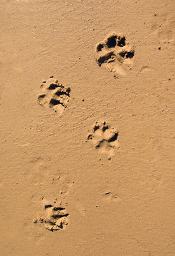 Dog Paw Print In The Beach Sand