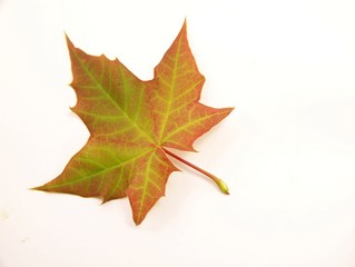 Multicoloured Maple Leaf