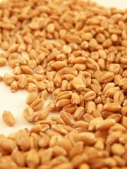 Wheat kernels