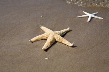 Starfish