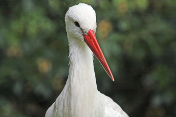 Storch