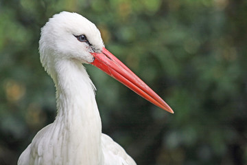 Storch