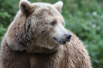 Obraz premium Brown Bear closeup