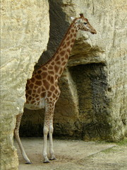 Girafe dans la porte