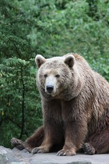 European Brown Bear 3