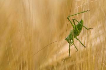 hopper2