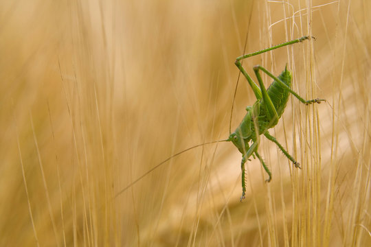 hopper2