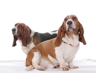 Two basset hound dogs together on a white background.