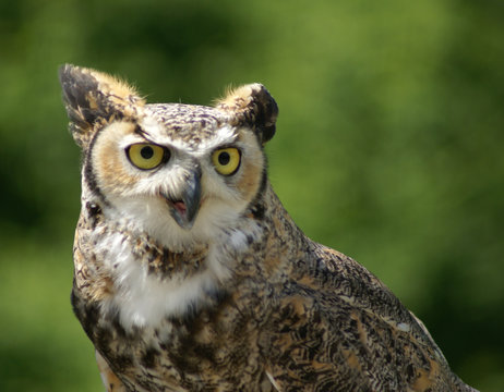 Raised ears of Great Horned Owl