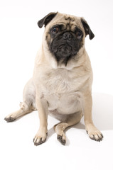 Obraz premium Worried Pug