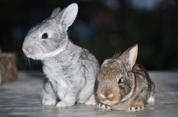 two rabbits