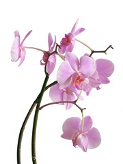 posy of lila orchid flowers