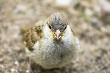 House sparrow