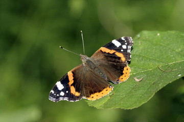 Fototapeta na wymiar Butterfly na liścia
