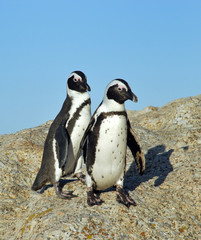 Funny Jackass Penguins