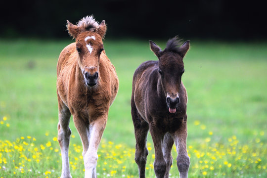 New Forest Ponies