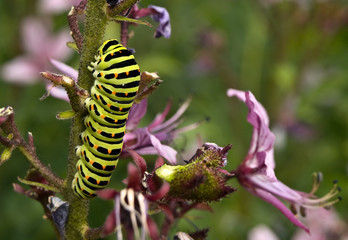 caterpillar to flower 