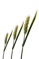 Famille de blé tendre