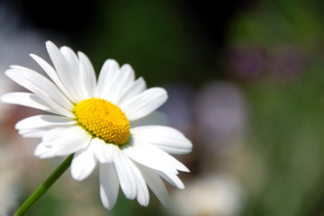 Fototapeta premium Camomile