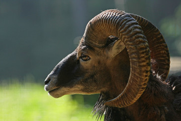 Mufflon