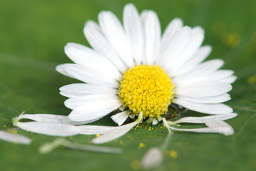Fototapeta premium Gänseblümchen