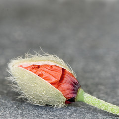 Mohnblume Knospe