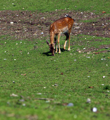 Reh © Petra Kohlstädt