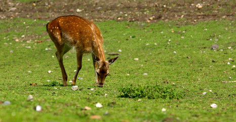 Reh © Petra Kohlstädt